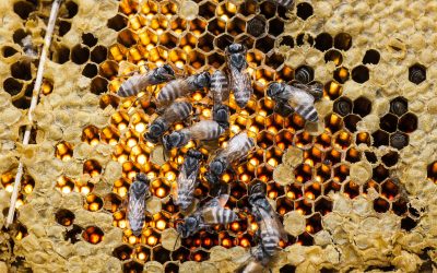 Descubriendo los Secretos Saludables del Pan de Abeja: Los 6 Principales Beneficios