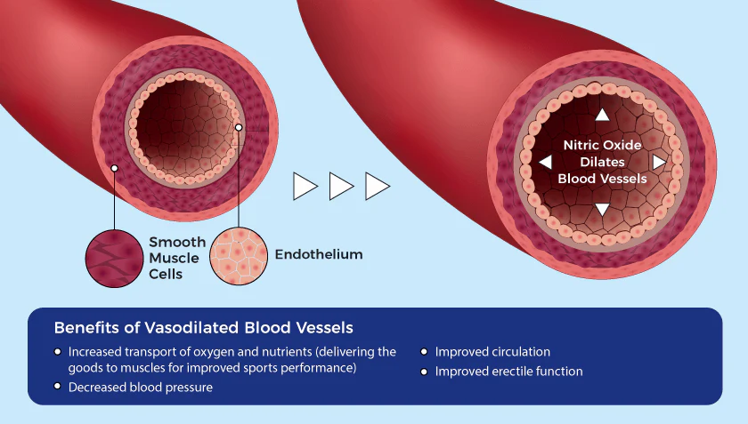 Diagram showing how arginine from bee bread is converted to nitric oxide for circulation
