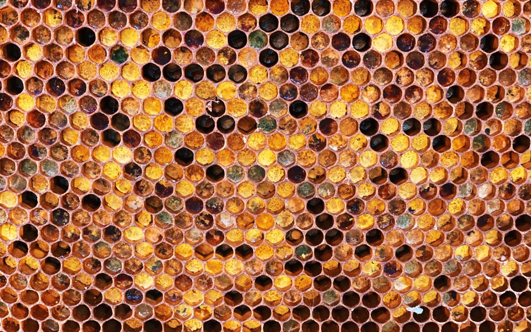 Hive Fermentation™ y pan de abeja: la esencia viva de la colmena fermentada en un frasco