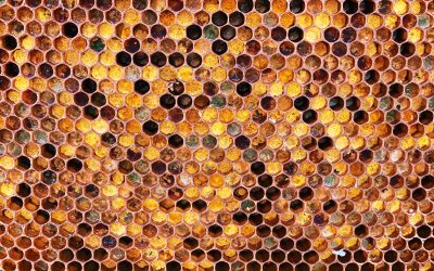 Hive Fermentation™ y pan de abeja: la esencia viva de la colmena fermentada en un frasco