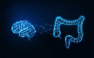 Fuel for Thought: How Beeghee Powers Mental Energy Through the Gut–Brain Connection