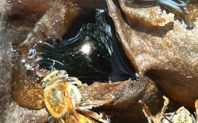 The Rarest Honey (Miel) You’ve Never Tasted: Melipona & Trigona “Pot-Honey”